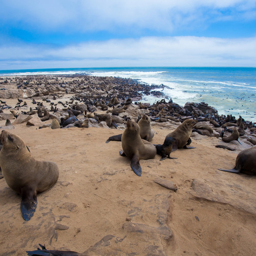 voyage-namibie-cape cross