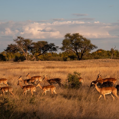 voyage-zimbabwe