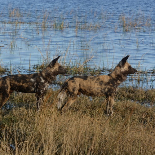 voyage-botswana-chiens sauvages