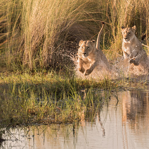 voyage-botswana-lions