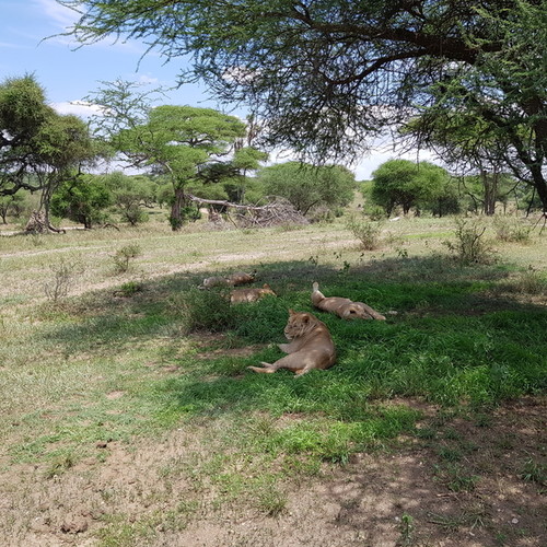 voyage-tanzanie-lions