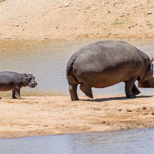 voyage-namibie-hippopotames