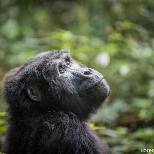 voyage-ouganda-bwindi