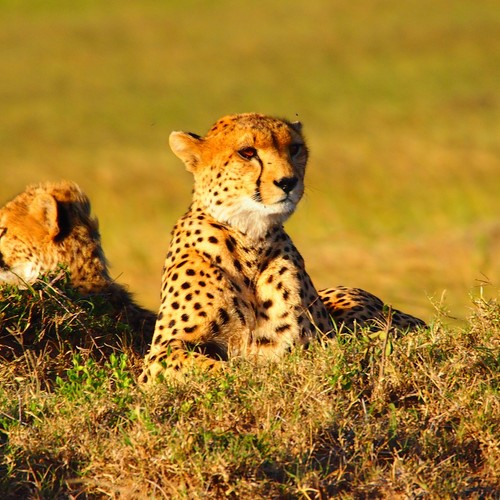 safari-kenya-guepards