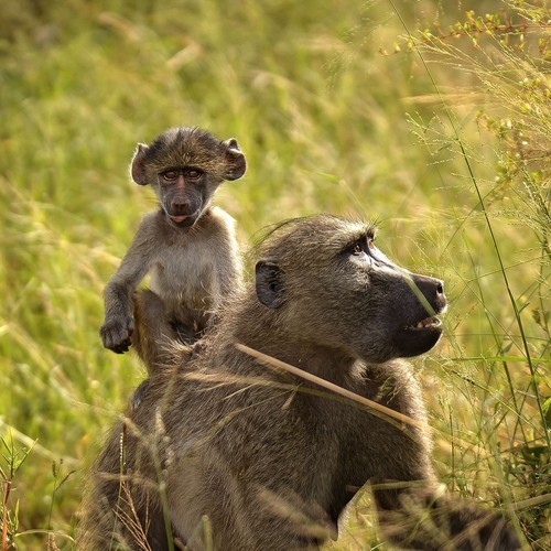 safari-botswana-babouins