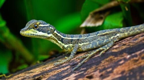 Les incontournables d'un voyage au Costa Rica - province Alajuela