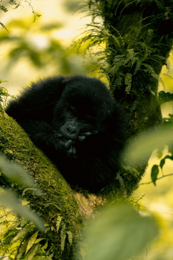 safari-ouganda-bwindi-gorilles