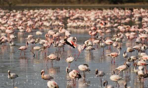 Nakuru, Nakuru County, Kenya