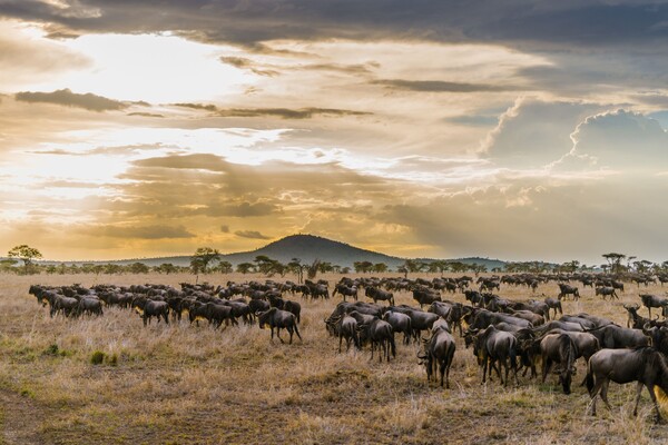 Voyage en Tanzanie Serengeti