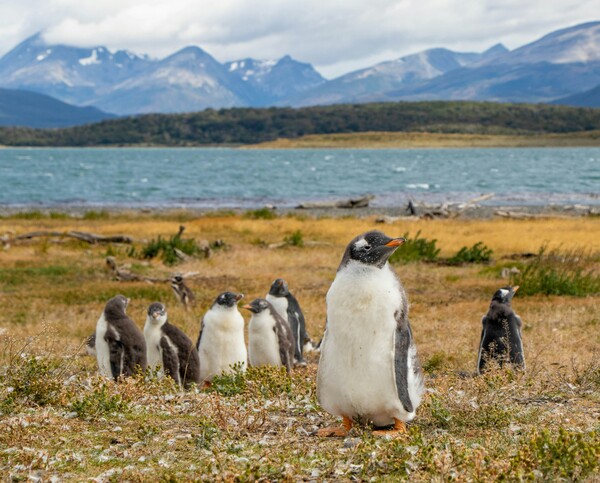 Voyage en Patagonie Papua Penguins at Martillo Island, Ushuaia, Tierra del Fuego.