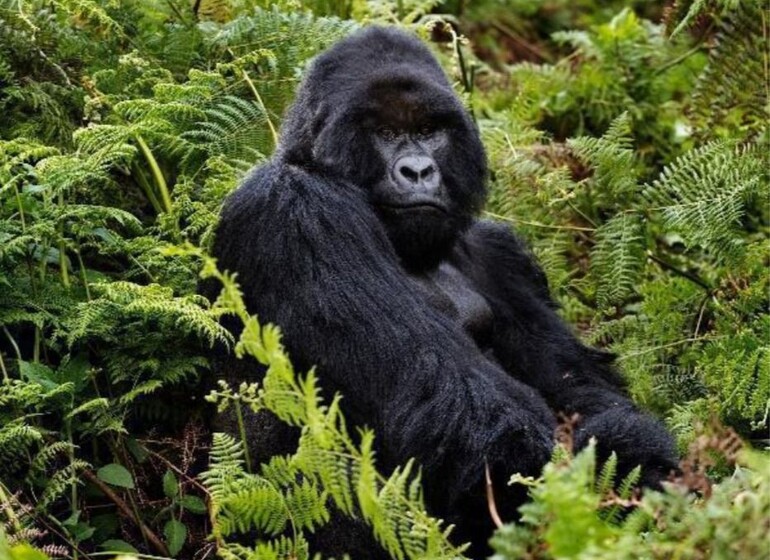rwanda gorille