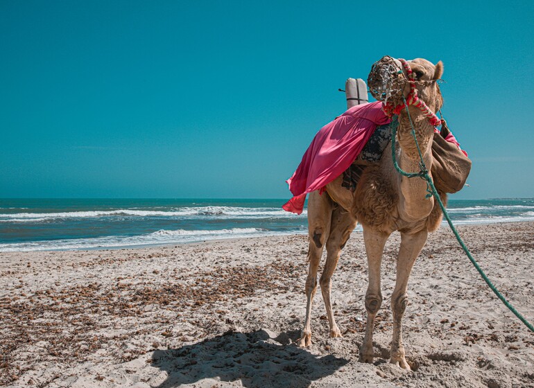 Chameau sur la plage de Djerba