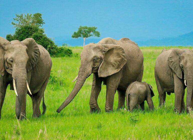 safari tanzanie