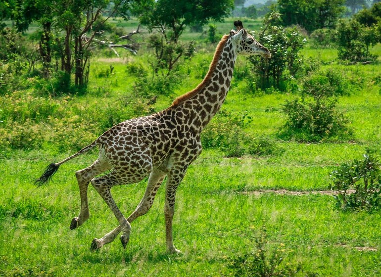 safari tanzanie