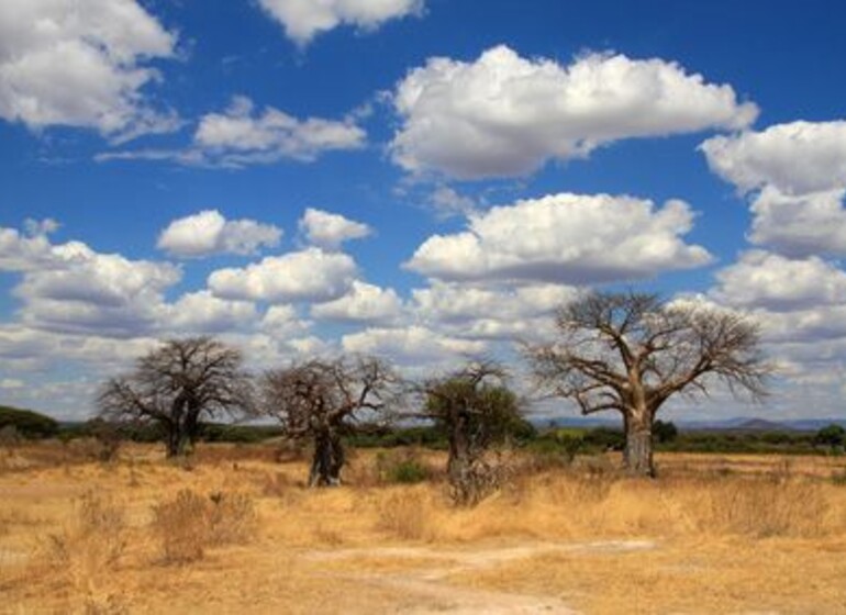 safari tanzanie