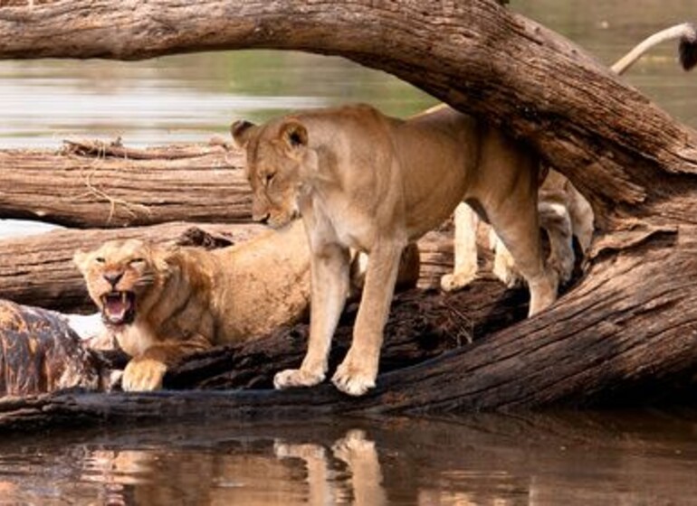 safari tanzanie