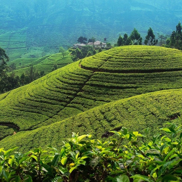 [SRI LANKA]🇱🇰✨
Un petit thé sur les hauteurs du centre de l’île vers Nuwara Eliya ?
⬆️ lien dans la bio⬆️
⠀
⠀
⠀
#srilanka #nature #traveling  #srilankatrip #srilankatourism #tea #the #lifeofadventures #adventure #travelgram #green #keepexploring #enjoylife #doyoutravel #wonderlust #landscape #travelguide #traveltheworld #explore #awsomedreamplaces #travelwithadgentes