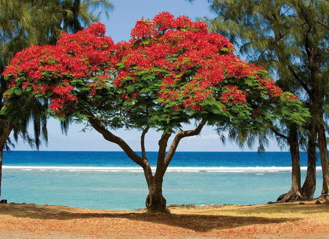 ✈️ Cap sur l’île Maurice 🌴

Besoin de plages de rêve, d’une mer turquoise et d’un vrai dépaysement ?
L’île Maurice vous attend pour une parenthèse magique au cœur de l’océan Indien.
Entre lagons translucides, montagnes verdoyantes et douceur de vivre mauricienne… le paradis est à portée de main 🌺🌊

👉 Découvrez tous nos séjours sur mesure ici :
🔗 www.ad-gentes.ch/destinations/ocean-indien/maurice

📍 Départs toute l’année
🏝️ Séjours balnéaires, circuits, ou voyages de noces
🧳 100% personnalisables avec nos experts

✨ Et si c’était maintenant, votre prochain voyage inoubliable ?

#AdGentesVoyages #IleMaurice #VoyageDeRêve #OcéanIndien #VoyageSurMesure #TravelInspiration #ParadisTropical #VoyageDeNoces #Évasion