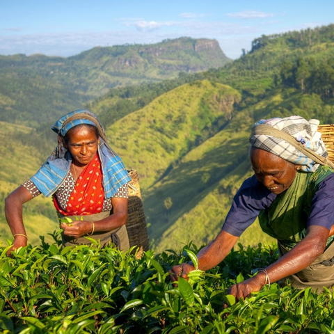 🇱🇰 Vivez l'âme authentique du Sri Lanka avec Ad Gentes 🌿

Partez pour un voyage de 11 jours à la découverte de la culture, des traditions et des paysages du Sri Lanka :​

🌊 Kotugoda & Negombo : Explorez le marché aux poissons animé et les canaux pittoresques en tuk-tuk.
🏯 Sigiriya : Grimpez le Rocher du Lion, site classé à l'UNESCO, pour une vue imprenable.
🛕 Dambulla : Visitez le Temple d'Or et ses impressionnantes grottes bouddhistes.
🐘 Minneriya : Partez en safari pour observer les éléphants sauvages dans leur habitat naturel.
🌄 Knuckles : Randonnez à travers des montagnes verdoyantes et des villages traditionnels.
🏖️ Bentota : Détendez-vous sur les plages dorées de la côte sud-ouest.​

Chaque étape est une immersion dans la vie sri-lankaise, entre nature luxuriante, patrimoine culturel et rencontres authentiques.​

 #adgentes  #SriLanka #VoyageAuthentique #CultureSriLankaise #NatureSriLankaise #VoyageDeRêve #SriLankaTrip #VoyagerAutrement
