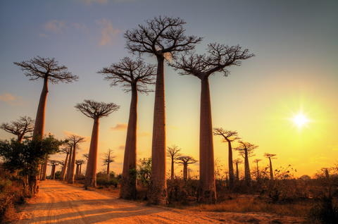 🌍 Grand Tour de Madagascar 🇲🇬
Un voyage d’exception au cœur d’une île aux mille visages.

✨ Partez à la découverte d’une terre sauvage, généreuse et profondément humaine.
Des paysages spectaculaires, une faune unique au monde, des villages hors du temps et une culture métissée pleine d’authenticité…

🚐 Ce circuit complet vous emmène :
🌿 des Hautes Terres aux forêts tropicales
🐒 à la rencontre des lémuriens et des baobabs
🏝️ jusqu’aux plages de sable fin de l’Ifaty

💼 Un itinéraire riche, pour les amoureux de la nature, de la rencontre et de l’aventure douce.

#AdGentesVoyages #Madagascar #GrandTourDeMadagascar #VoyageAuthentique #NatureSauvage #VoyageSurMesure #RencontresLocales #Lémuriens #AventureCréole #OcéanIndien