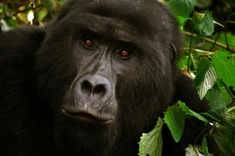 🌍 Sortir des sentiers battus : découvrez une Afrique rare et authentique 🐘✨

Et si vous laissiez de côté les itinéraires classiques pour suivre les battements profonds du cœur africain ?
Là où les pistes de terre rouge croisent les éléphants en liberté,
où l’on marche encore à la rencontre des animaux — à pied, comme aux origines du monde.

🌿 Bienvenue au Zimbabwe, en Zambie et en Ouganda
Trois terres puissantes, oubliées parfois… mais plus vivantes que jamais.

Ce n’est pas un simple voyage. C’est une rencontre avec l’essence même de la nature.
🌟 Pour les amoureux du vivant, de la vraie Afrique, et de l’émotion brute.

🧭 Prêt à sortir des sentiers battus ?
👉 https://www.ad-gentes.ch/destinations/afrique

 #adgentes #AfriqueAuthentique #VoyageAfrique #SafariAfrique #Ouganda #Zambie #Zimbabwe #ChutesVictoria #VoyageResponsable #AdGentes #SortirDesSentiersBattus #RencontreSauvage #SafariPieds