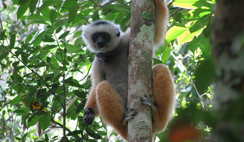 Visite du parc national de Périnet - Tamatave