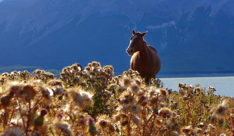 El Calafate - Estancia Nibepo Aike