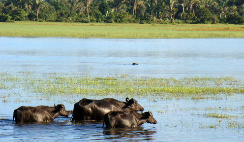 Ilha de Marajó