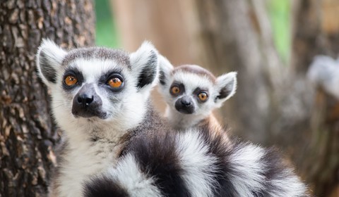 Les lémuriens à la Montagne d’Ambre