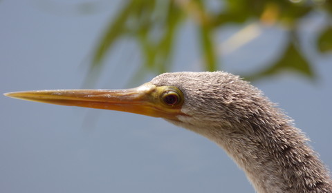 Pantanal - Alta Floresta/Réserve privée Cristalino