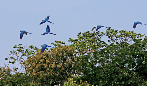 Lac Anuma - Alter de Chao - Santarém