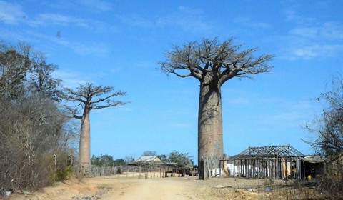 Antananarivo  - Morondava - Kirindy