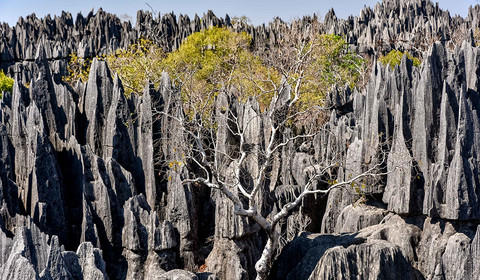 Randonnée dans les Tsingy de l’Ankarana