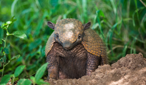 Bonito - Pantanal sud