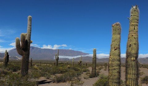 Salta - Cachi (165 km // 4 à 5 heures)