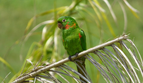 Nova Friburgo/Ecolodge