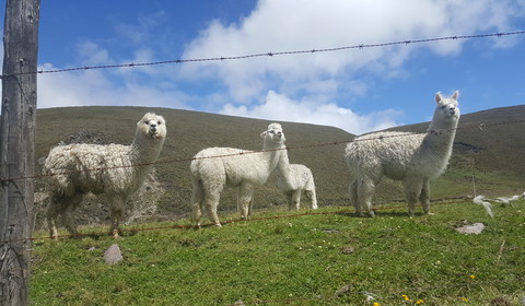 Riobamba - Chimborazo - Alausi