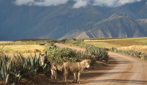 Ollantaytambo - Huyopata