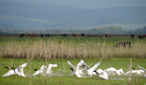 Flores - Paysandú (env. 160km)