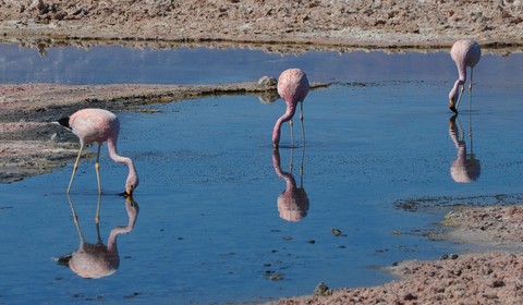 San Pedro de Atacama, Tocanao - Salar d'Atacama