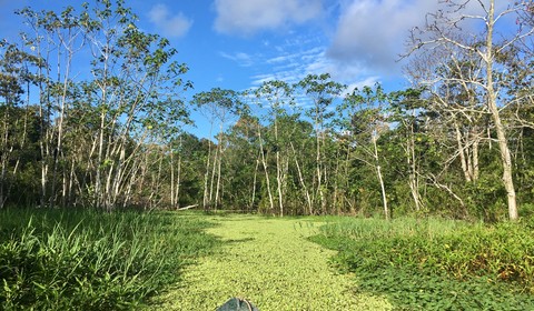 Lagunas - Pacaya Samiria