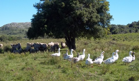 Montevidéo - Lavalleja (185 km)