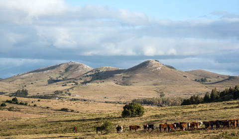 Montevidéo - Flores (env. 220 km)