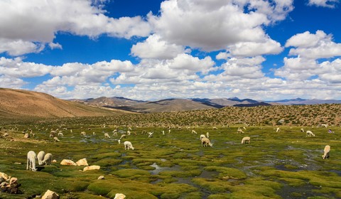 Putre - Lac Chungara -Arica