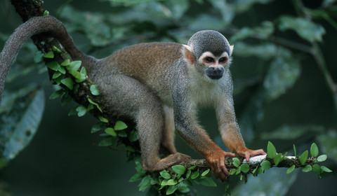 Tambopata (lodge)