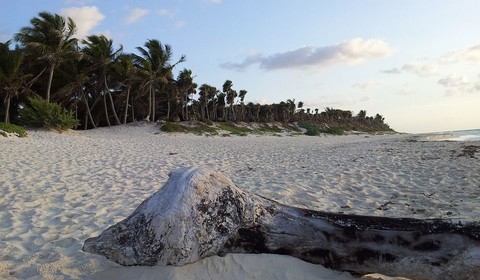 TULUM - RIVIERA MAYA