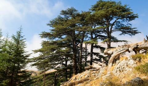 Visite des fameux Cèdres du Liban, Bsharre, le Musée de Gibran Khalil, la vallée sainte de Quadisha