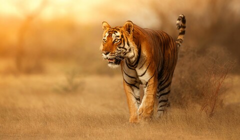 RANTHAMBORE