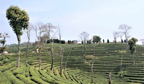 Chiang Rai  - Chiang Mai