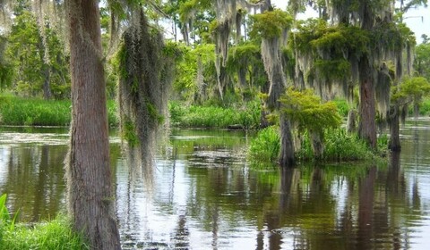 Cathédrale Et Du Vieux Chêne, Bassin De Atchafalaya.